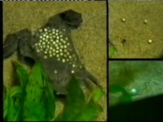 Sapo Pipa Pipa: Reproduccion