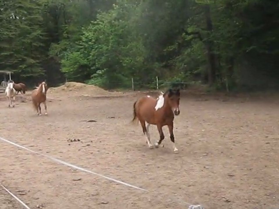 Panache ♥
