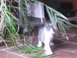chat qui se bat contre une plante