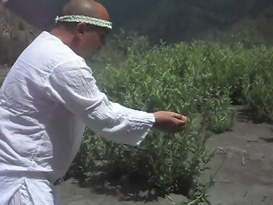 Запрещенный прием  в шаманизме в камлании или вуду?