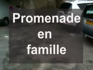 Une maman canard et ses bébés sur la place Saint Gimer de Carcassonne :