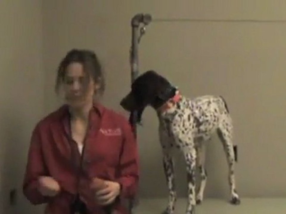 Av Köpeği APORT EĞİTİMİ Bölüm2 durustavci.com