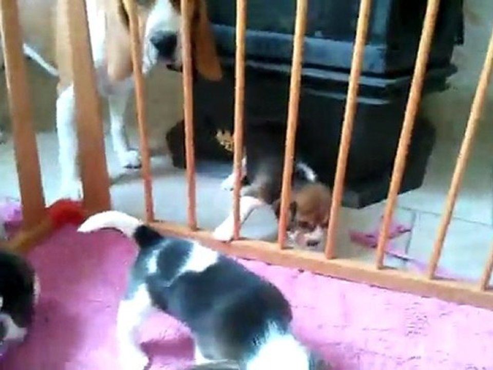 Chiots 29.06.11