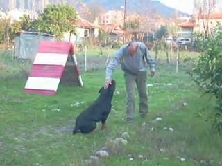 Kopekegitmeni Murat Kocoglu Videolari Dailymotion