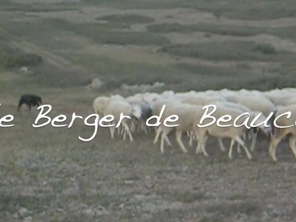 Le Berger de Beauce chien de travail au troupeau