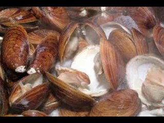 Le bruit de la mer dans les coquillages