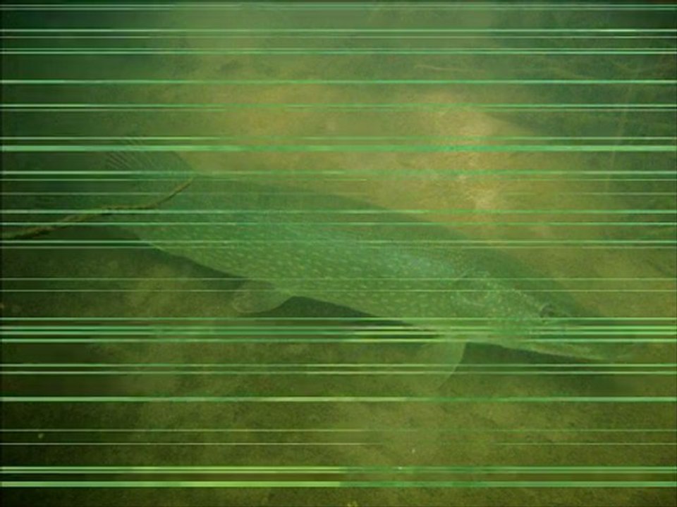 Masta pike , gros brochet .