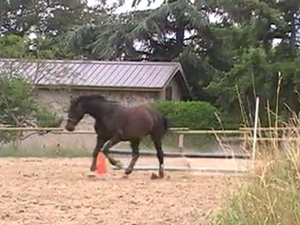MOV029