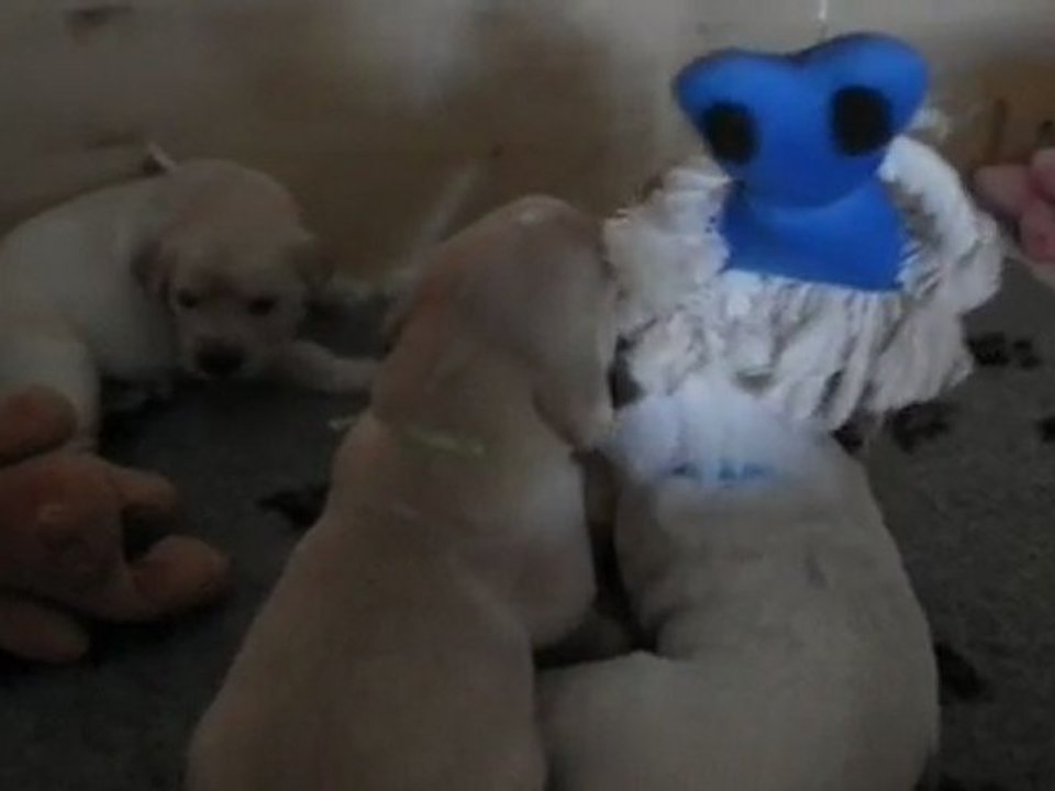 chiots golden retriever à 3 semaines