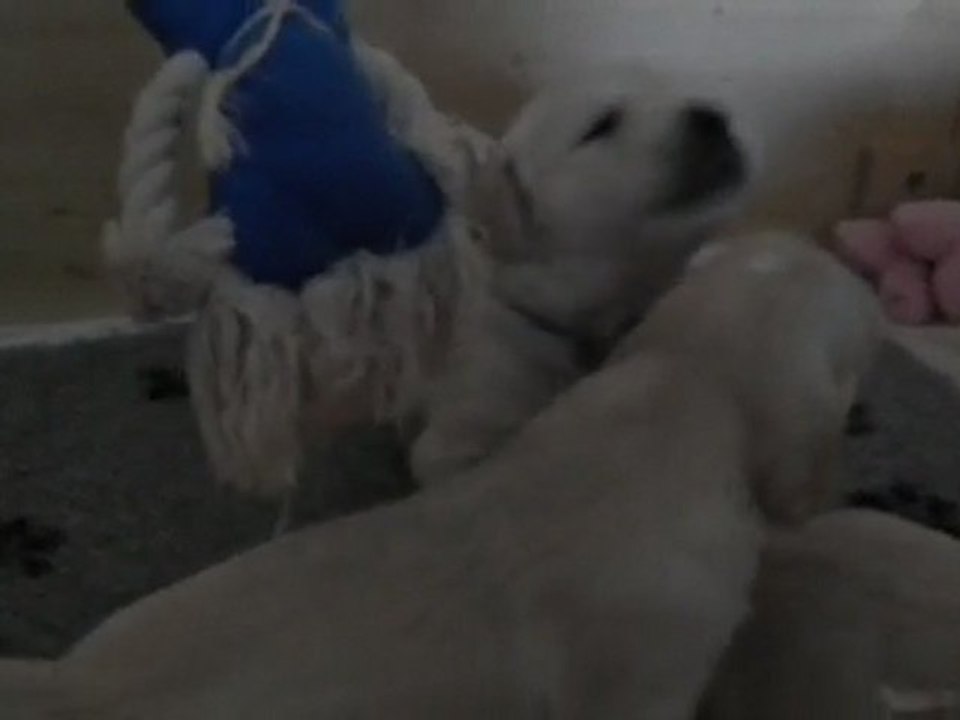 chiots golden retriever à 3 semaines