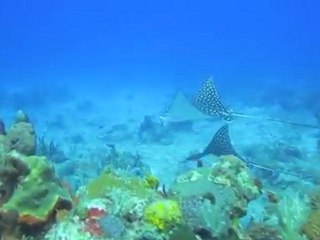 Plongée à St Barth avec La Bulle sbh