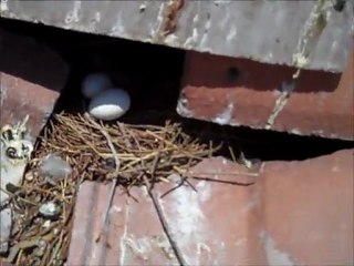 Roof of a foreclosed home that has been ruined by pigeons & their droppings
