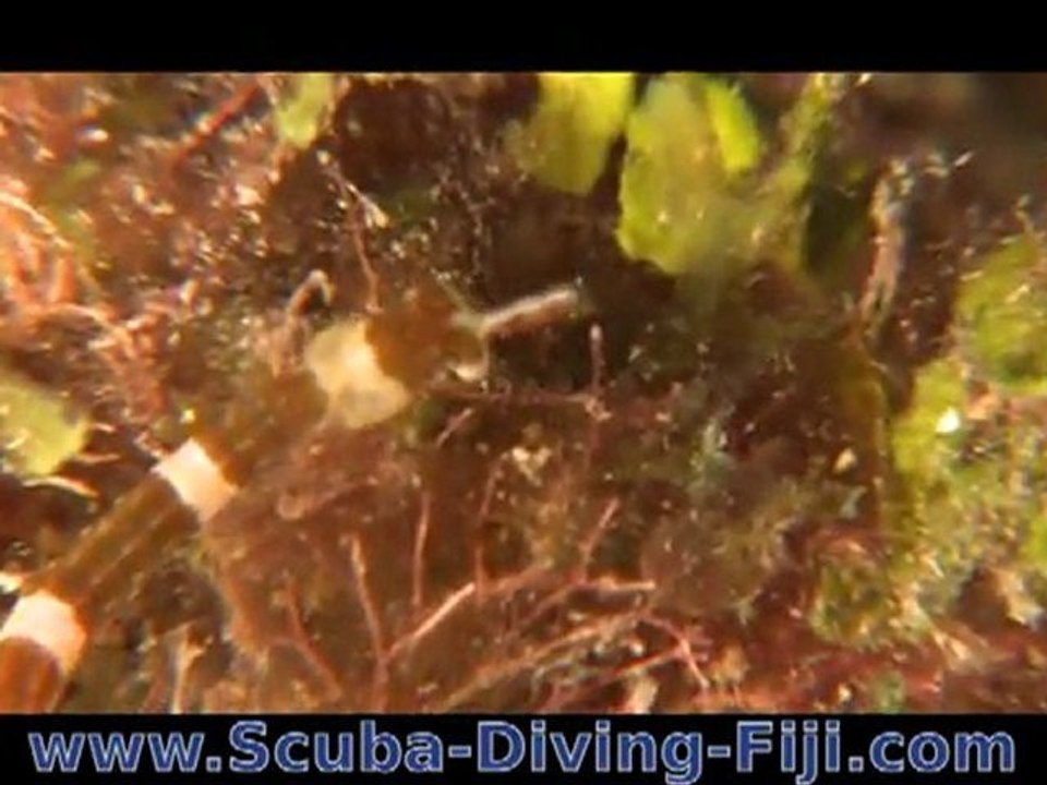 Pipefish on Critter Junction, shore dive at Matava, Fiji