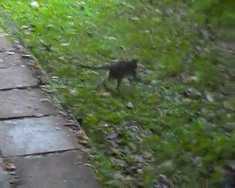 macaques attack, là où tout a commencé.... Parc Bako, Bornéo