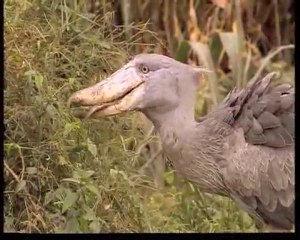 Υπερκινητικός Δάσκαλος~Η ζωή των πουλιών (5ο)
