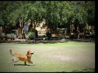 Pet Boarding, 17 Main St, Hayesville, NC, (828) 389-1841