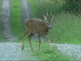 brocard forêt de Mormal Locquignol
