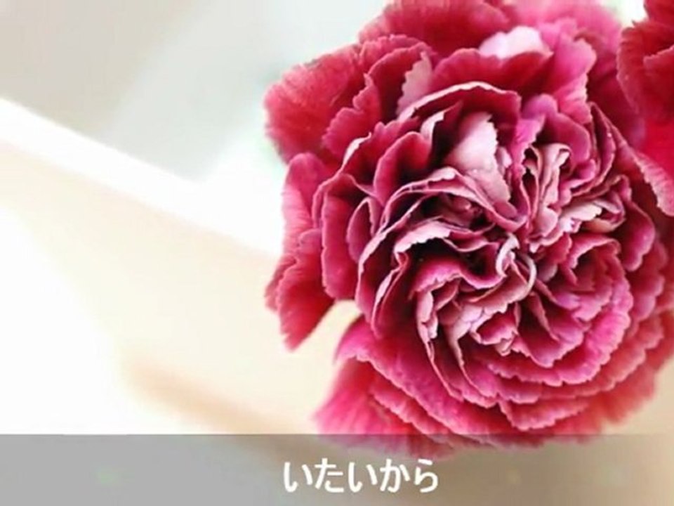 Carnation