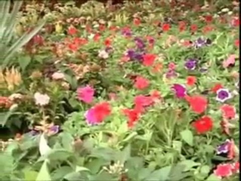 Nursery Plants - Agriculture Nurseries - Rental - Interior & Exterior Landscaping