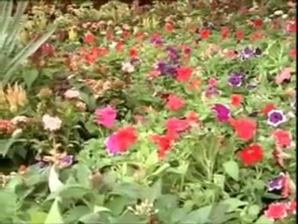 Nursery Plants - Agriculture Nurseries - Rental - Interior & Exterior Landscaping