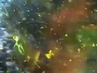 J3 Wanna See You Dance Preview Steve Sola Plain Truth Entertainment