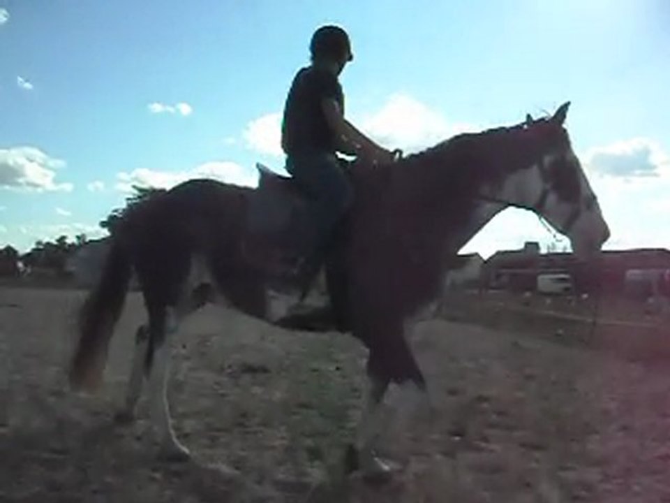 Criollo Argentin et Camargues.