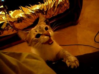 Fidji la mendiante !