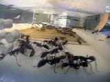 des fourmis tueuses (2 et fin)