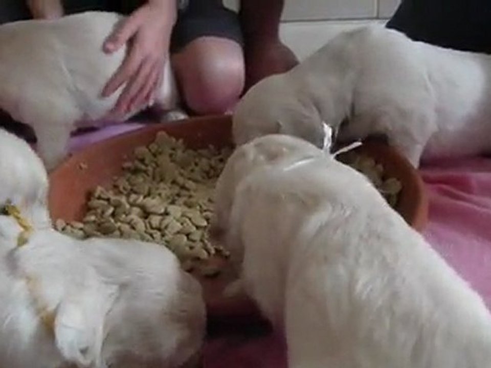 Premier repas chiots golden retriever à 3 semaines