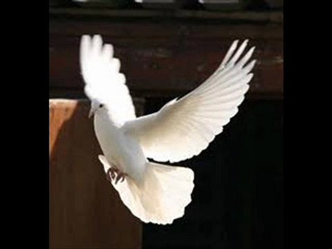 şiir mEHMET tokat-naşidegöktürk yaralı gül