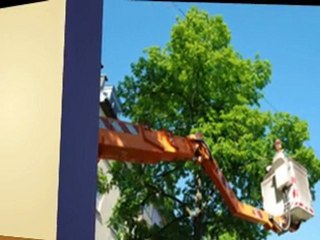 Austin Tree Trimming by American Treeworks