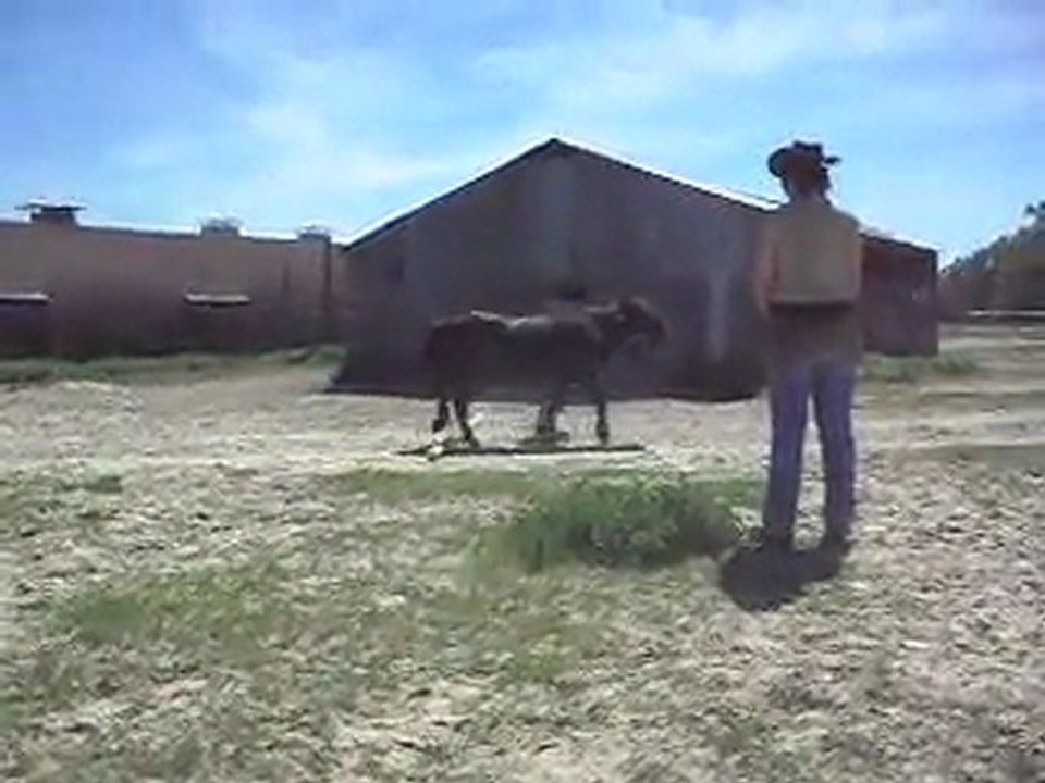 Poney-club, travail de présentation de poneys et chevaux en main. 2) 26/06/2011.SDC10711