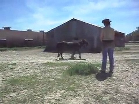 Poney-club, travail de présentation de poneys et chevaux en main. 2) 26/06/2011.SDC10711