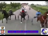 Casapulla (CE) - Corse clandestine, sequestrati 7 cavalli