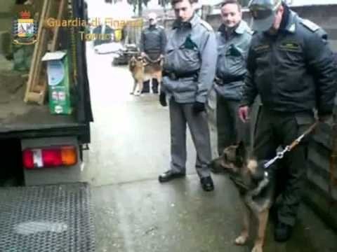 Torino - Sequestrati 200 chili di hashish
