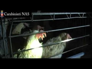 NAS - Pollai lager per galline imbottite di antibiotici