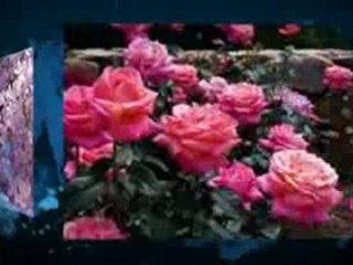 Bushes design for small backyard