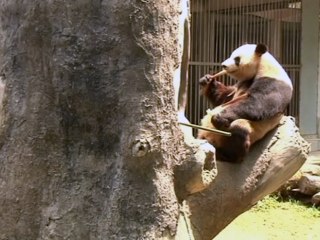 China Begins Panda Census