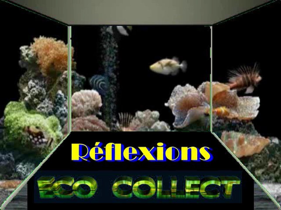 REFLEXIONS   ECO
