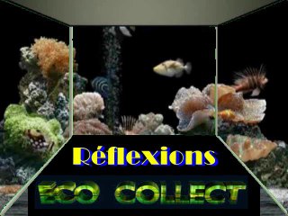 REFLEXIONS   ECO