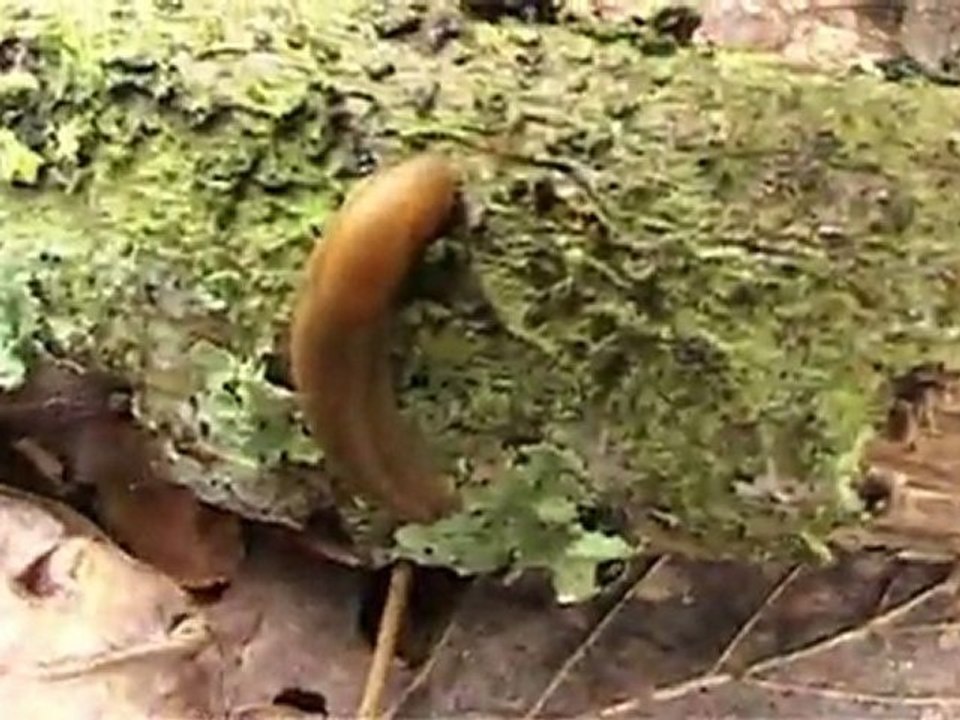 Vermay visite réserve ZNIEFF