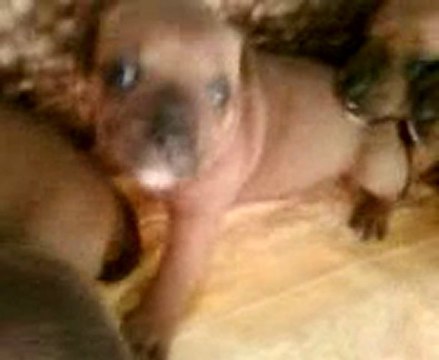 Staffordshire bull terrier dit staffie Chiot n°8 né de Blessing-Blood & de Docteur Jones de Staffordland (vidéo le 30.06.11)