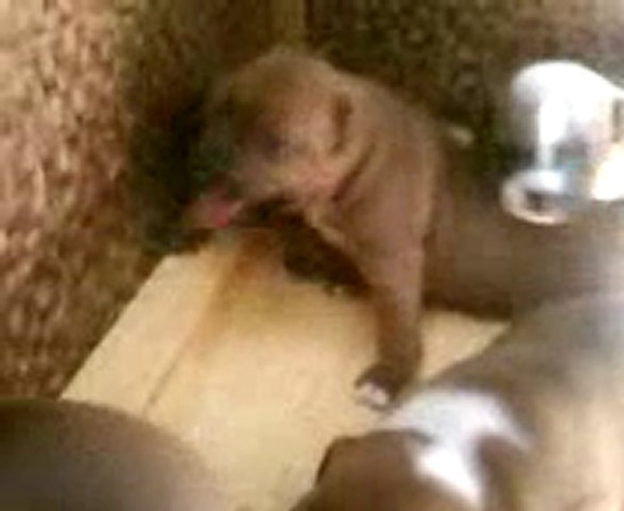 Staffordshire bull terrier dit staffie Chiot n°6 né de Blessing-Blood & de Docteur Jones de Staffordland (vidéo le 30.06.11)