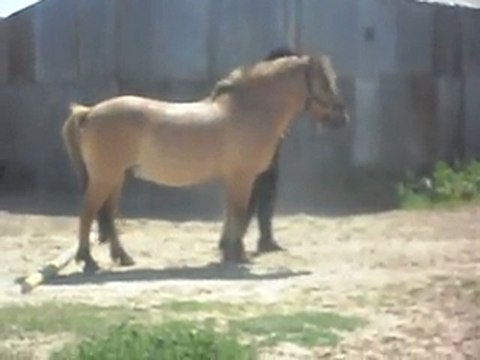 PONEY-CLUB. Présentation en main. 2) 26/06/2011.