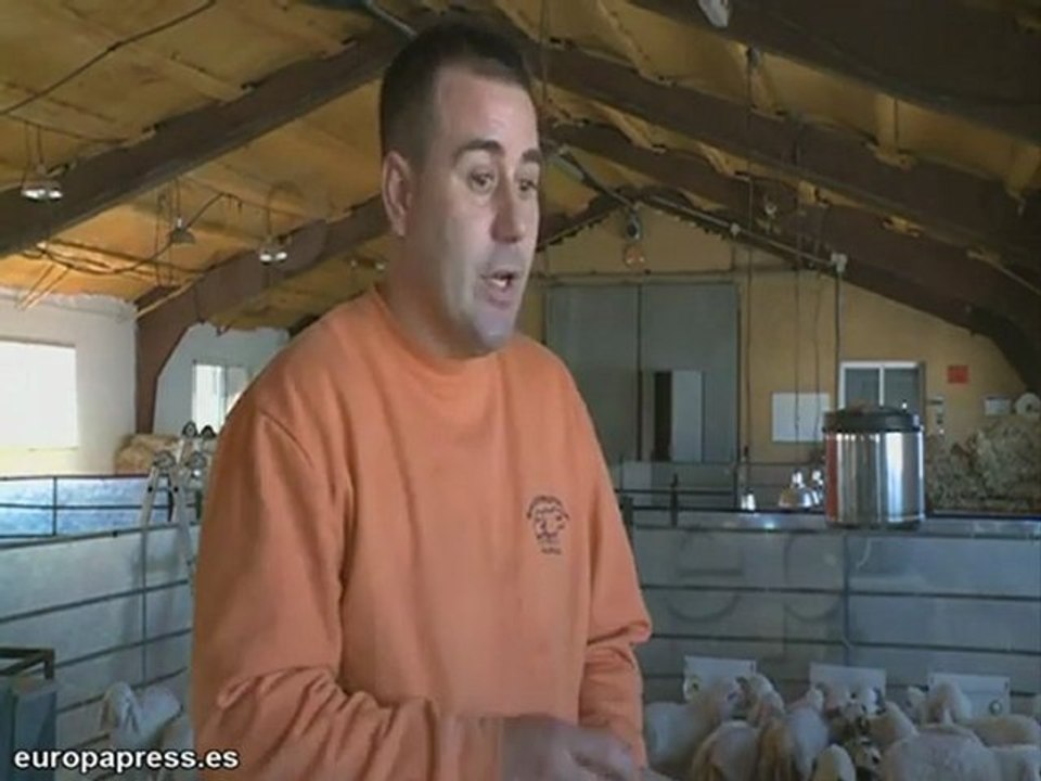 Corderos que crecen "sin estrés"