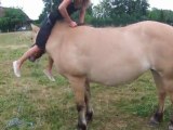 drôle de façon de monter à cheval!! *ptdr*