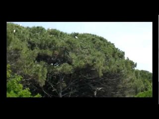 Castel Volturno (CE) - Riserva forestale dei Regi Lagni