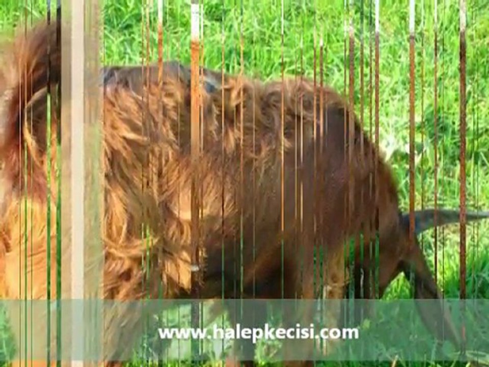saanen keçi fiyatları,boer keçileri,halep keçileri fiyatları