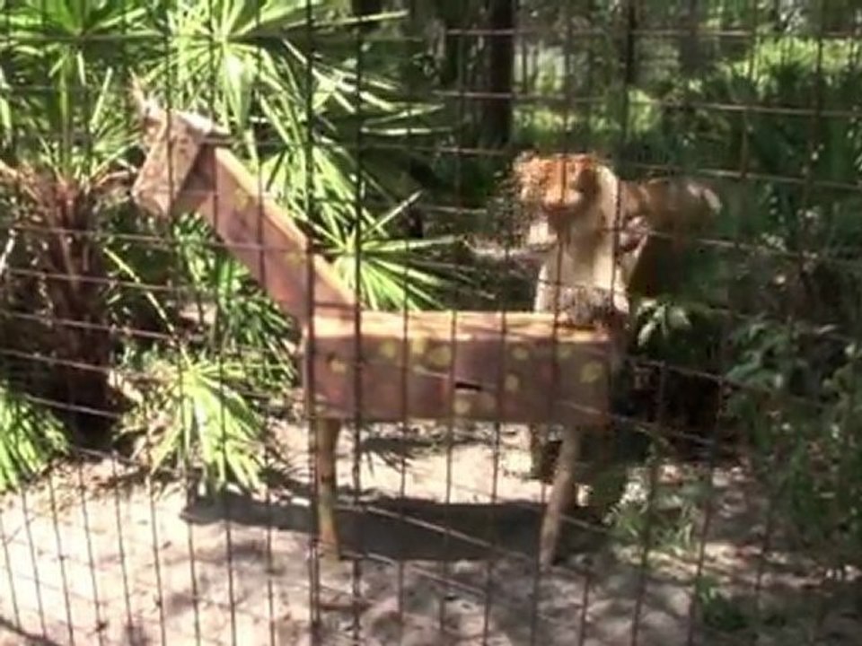 Feeding 100+ Tigers, Lions, Leopards...