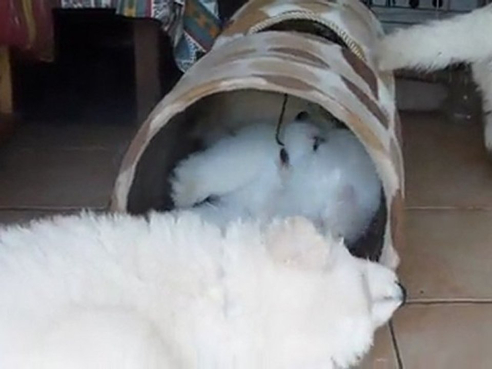 Bébés Daelynn &  Heaven